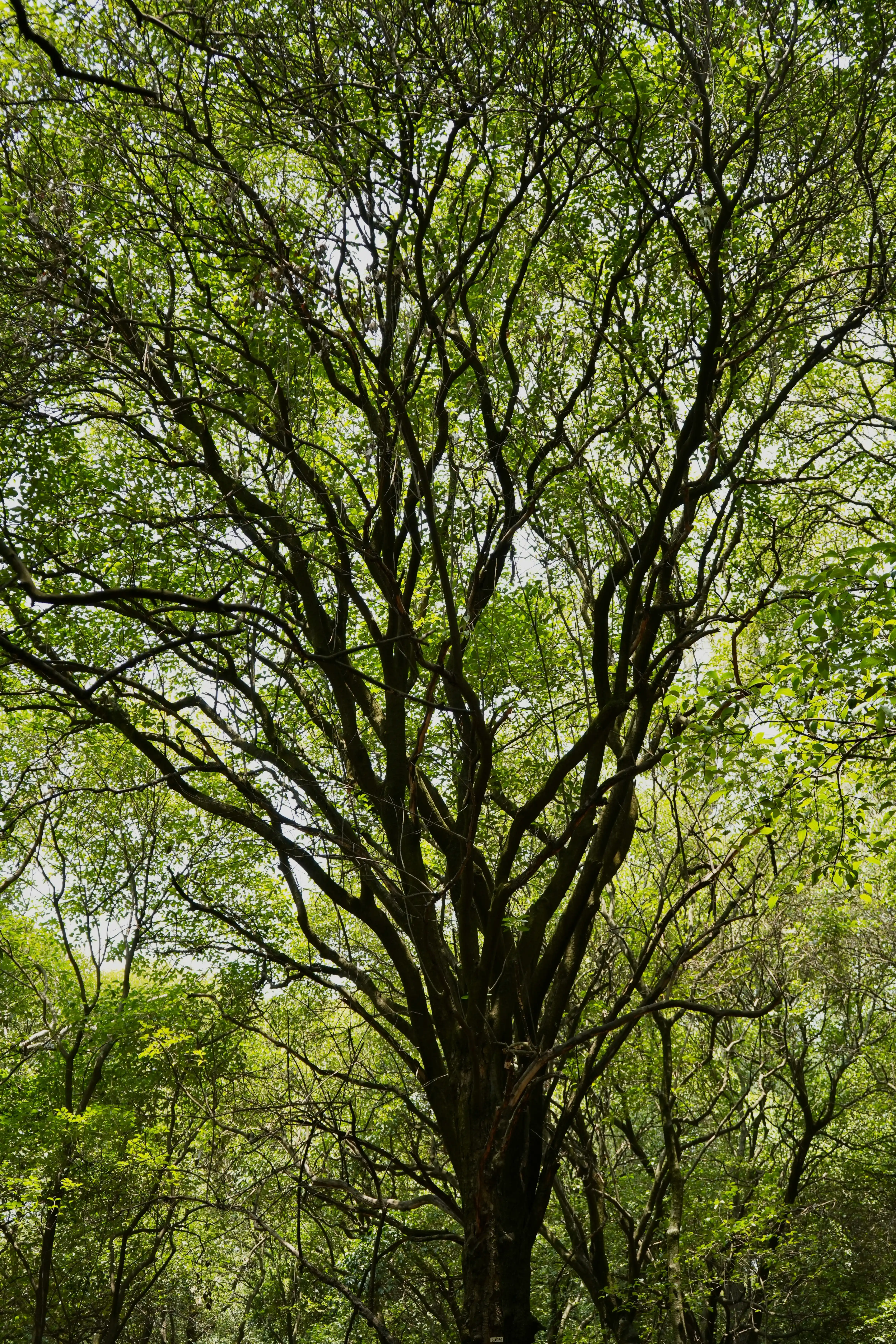 Tree Removal